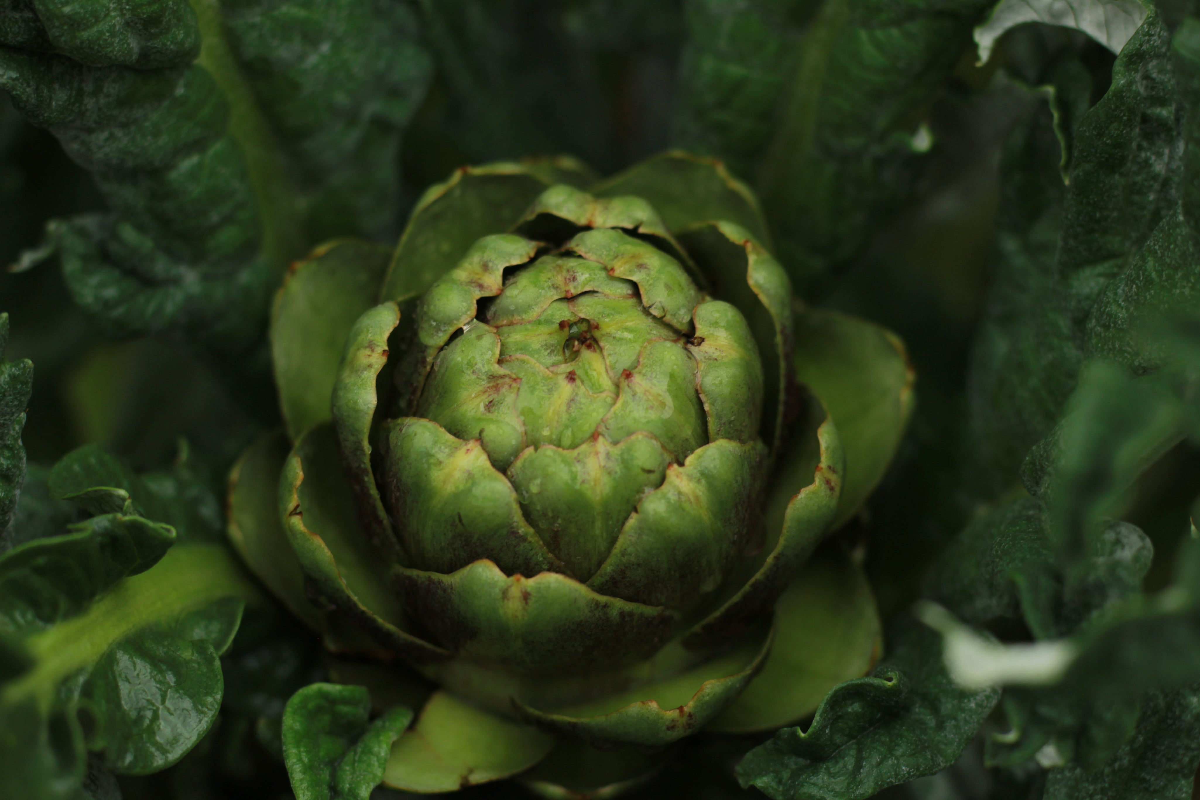 ARTICHOKE.jpg